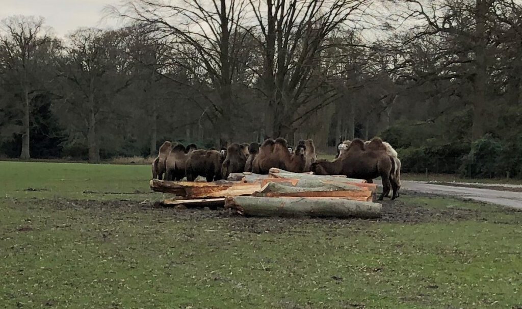 Knuthenborg Safaripark klar til cirkuselefanter med Colas fræseafdeling